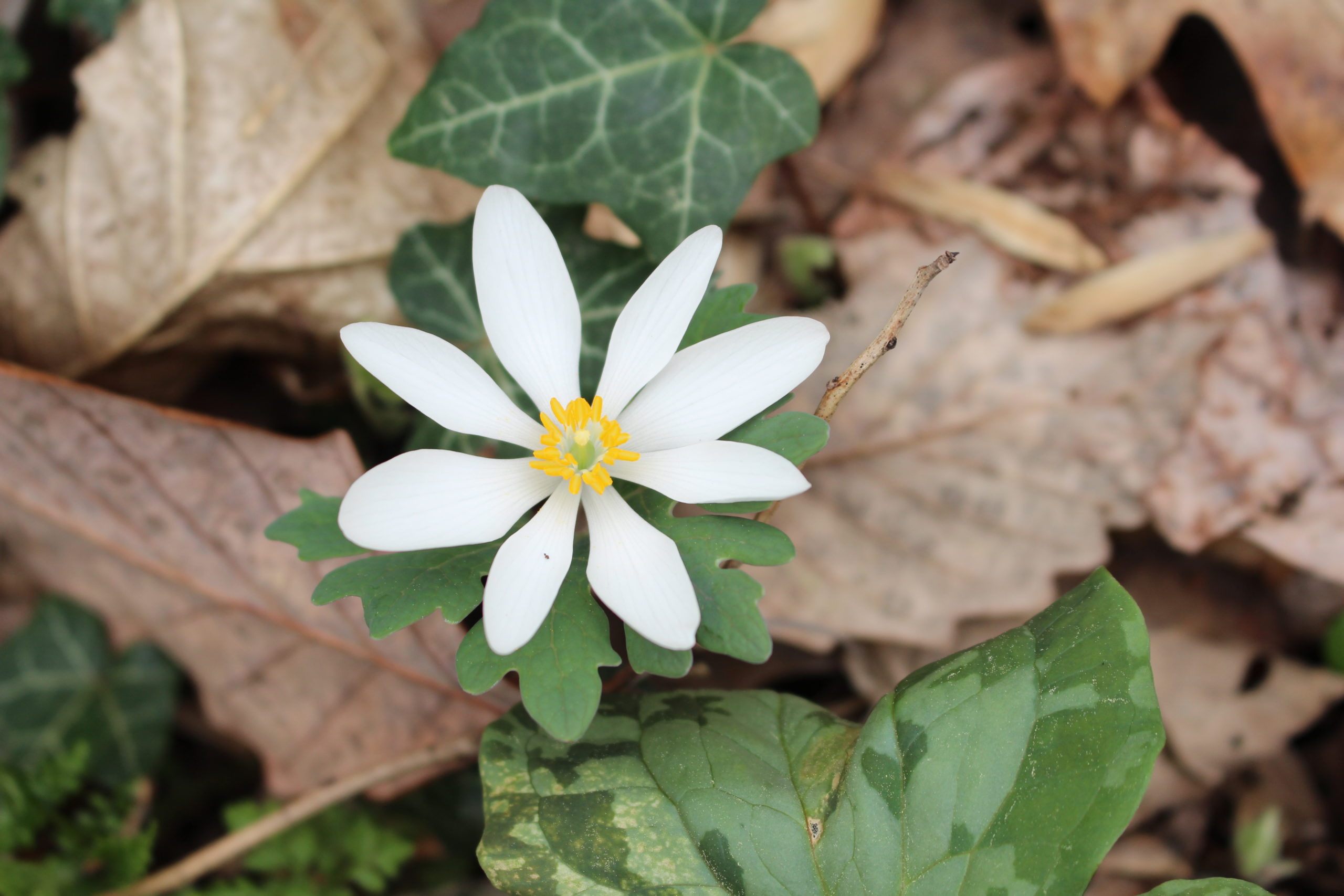 Spring on the Mountain: A Blooming of Biodiversity