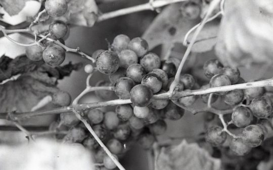 It Still Lives: Season 2, Winemaking